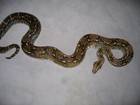 Reptilien Bild - Angebot sonora mexico - Boa constrictor imperator