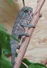 Reptilien Bild - Angebot Furcifer Pardalis Ambilobe - Furcifer Pardalis Ambilobe, Panthercham�leon