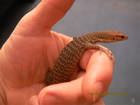 Reptilien Bild - Angebot Varanus tristis orientalis / prasinus - Warane