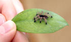 Spinnen und Skorpione Bild - Angebot Avicularia avicularia - 0.0.35 Avicularia avicularia ENZ 1 FH 07/08