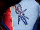 Spinnen und Skorpione Bild - Angebot Melanie - Poecilotheria metallica