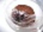 Spinnen und Skorpione Bild - Angebot Macrothele gigas - Trichternetzspinnen