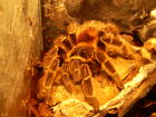 Spinnen und Skorpione Bild - Angebot Lasiodora klugi - Biete Brasilianische Riesenvogelspinne 