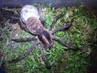 Lycosa Phoneutria - Labidognathe