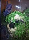 Avicularia diversipes - Avicularia diversipes