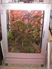 Terrarien Bild - Angebot  - Terrarium mit 1.0 Furcifer pardalis Diego Suarez 