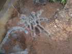 Tiere Bild - Angebot Lasiodora Difficilis - 1.0 Lasiodora Difficilis (noch nicht adult)