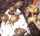 Tiere Bild - Angebot A. albopicta - Achatschnecken