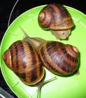 Tiere Bild - Angebot Cornu aspersum maxima (Helix aspersa maxima) - gro�e gefleckte Weinbergschnecken