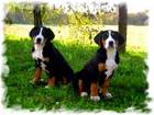 Tiere Bild - Angebot Gro�er Schweizer Sennenhund- Welpen - Gro�er Schweizer Sennenhund- Welpen
