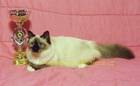 Tiere Bild - Angebot  - Heilige Birma Kitten mit Stammbaum
