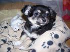 Tiere Bild - Angebot  - Chihuahua-Welpe 