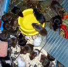 Tiere Bild - Angebot  - M�use zum verf�ttern oder als Haustier